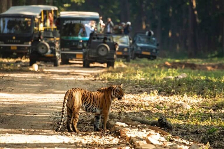 Nature walk near luxury villa in Jim Corbett