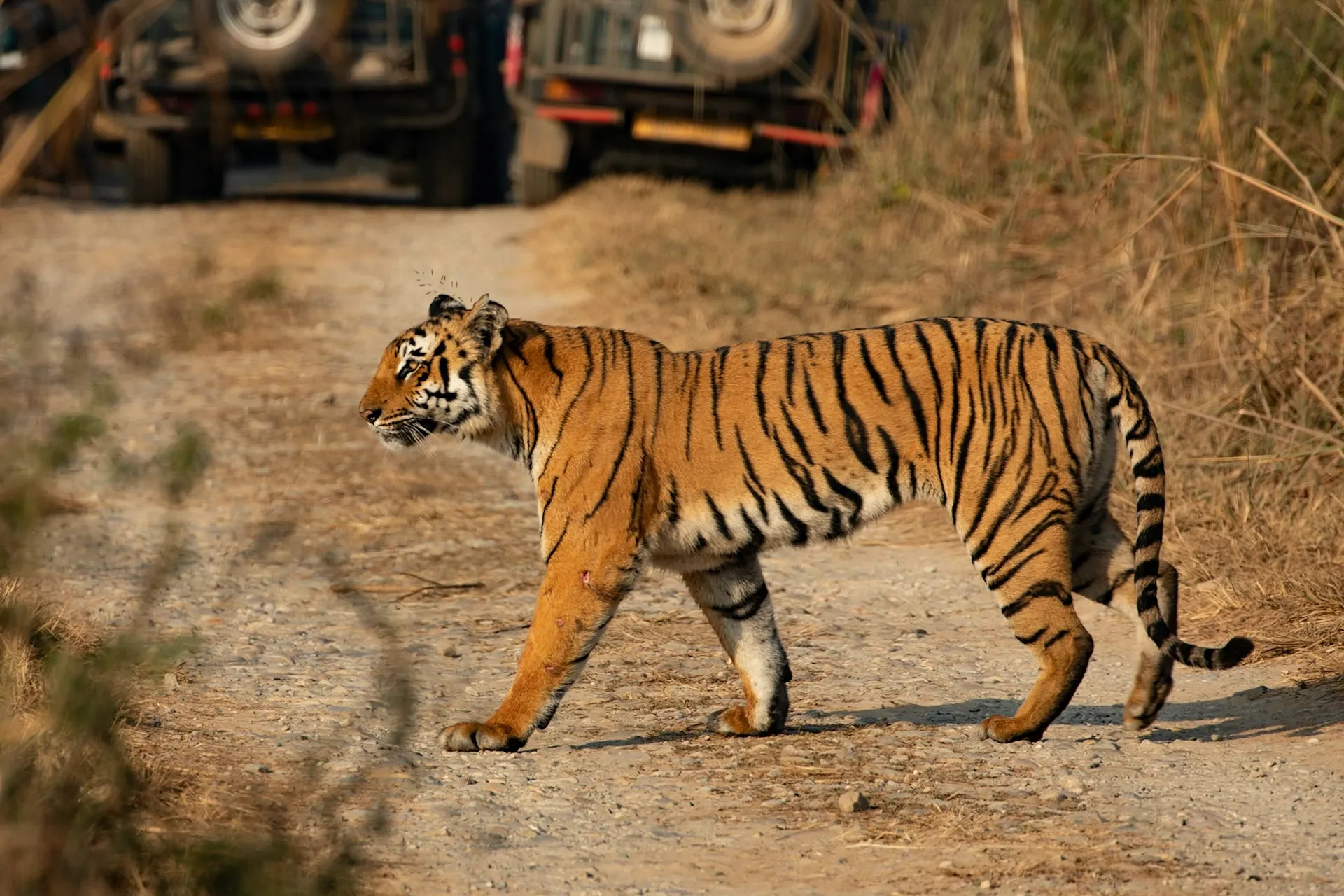 Tiger spotted in Jim Corbett National Park