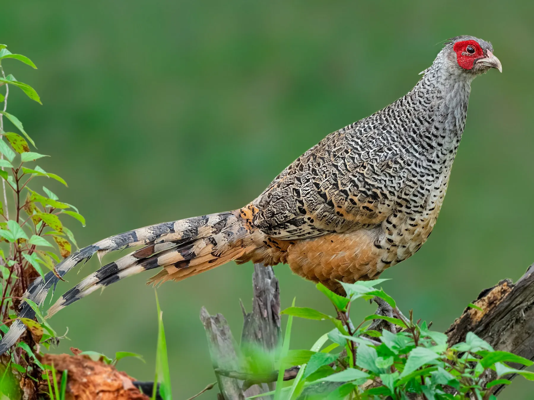 Cheer Pheasant in Pangot, Uttarakhand